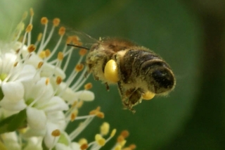Schneeball mit höselnder Honigbiene